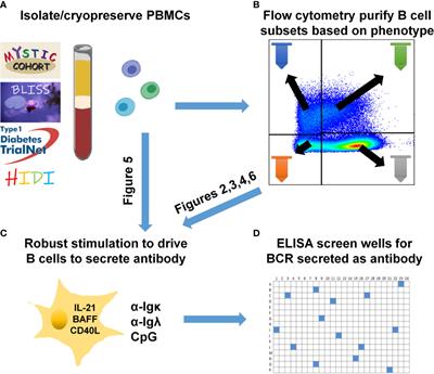 High-Throughput Detection of Autoantigen-Specific B Cells Among Distinct Functional Subsets in Autoimmune Donors